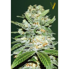 Семена конопли Auto Jack Hammer (Auto Jack Herer) Автофеминизированные Victory seeds